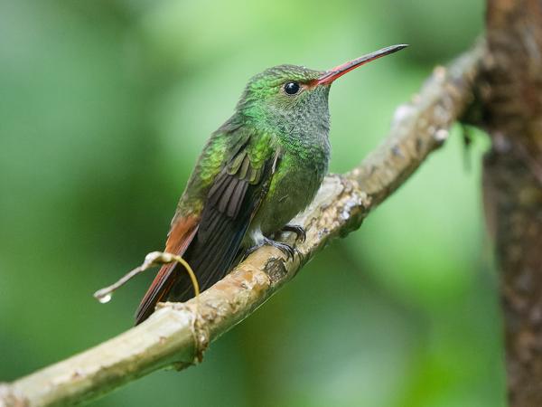 <h3>Amazilia tzacatl / Rufous‑tailed hummingbird / Roodstaartamazilia</h3>OM-1 Mark II with OLYMPUS M.150-400mm F4.5, 1/400 sec at F4.5, ISO 10000, distance 4.60 m